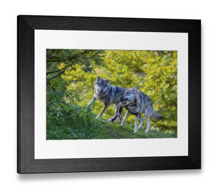 Framed Print : Two Eurasian gray wolves (Canis lupus lupus) standing on a hill Framed Print : Two Eurasian gray wolves (Canis lupus lupus) standing on a hill