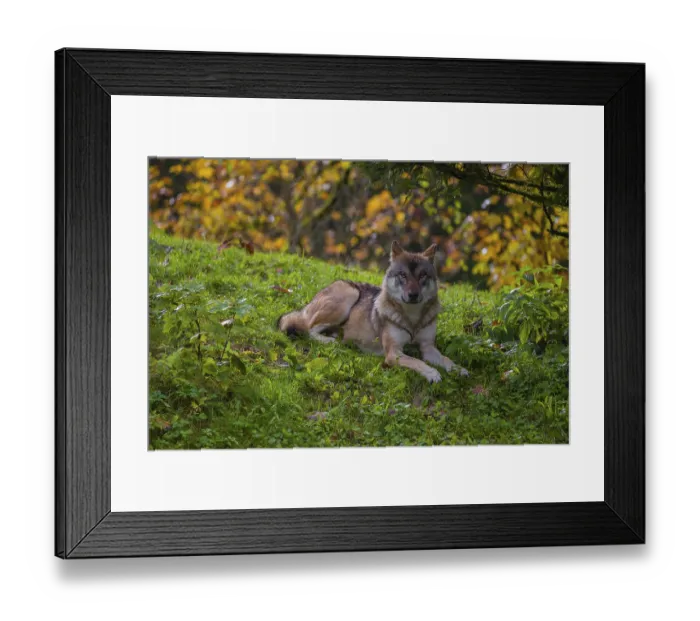 Framed Print : An adult male eurasian gray wolf (Canis lupus lupus) rests on hilly terrain on a green meadow