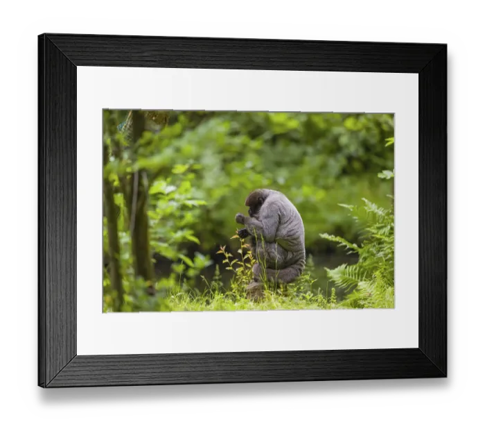 Framed Print : A common woolly monkey, brown woolly monkey