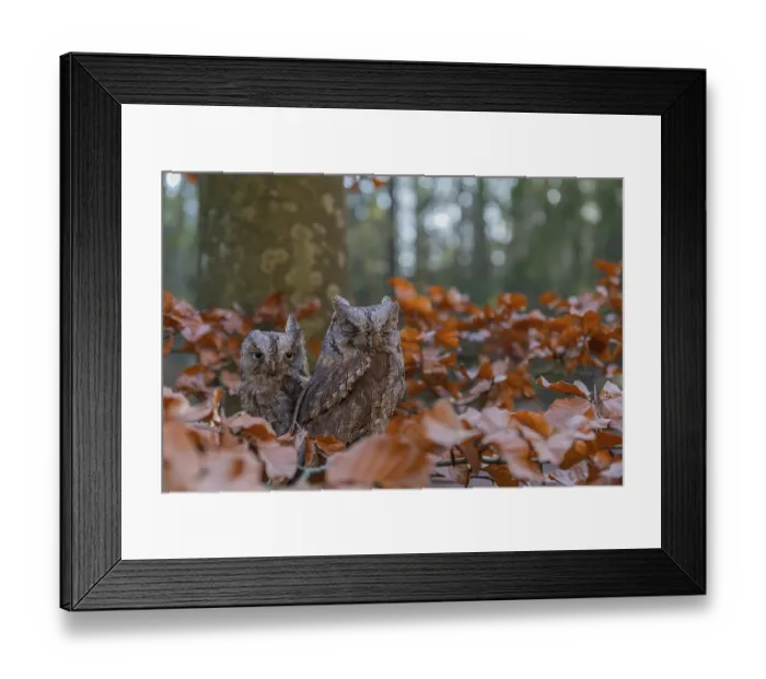 Framed Print : Two Eurasian scops owls (Otus scops)sitting on a twig of a beech tree