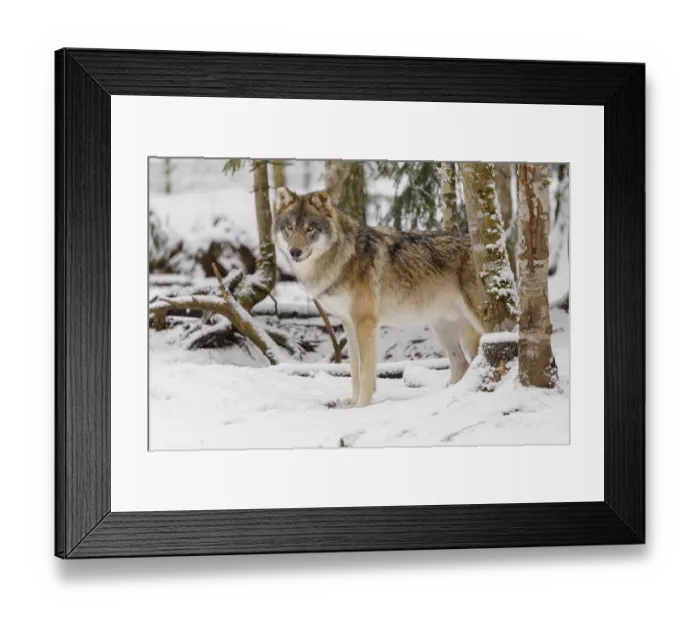 Framed Print : A young grey wolf (Canis lupus lupus) stands on the snow-covered forest floor on a cold