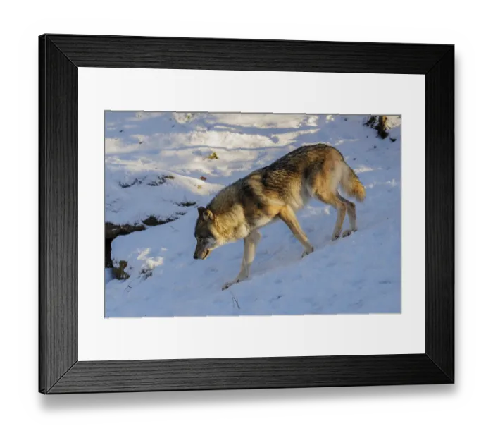 Framed Print : A young grey wolf (Canis lupus lupus) runs across a snow-covered meadow on a cold
