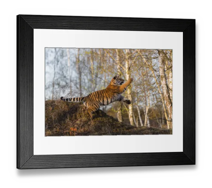 Framed Print : One young female Siberian Tiger Framed Print : One young female Siberian Tiger