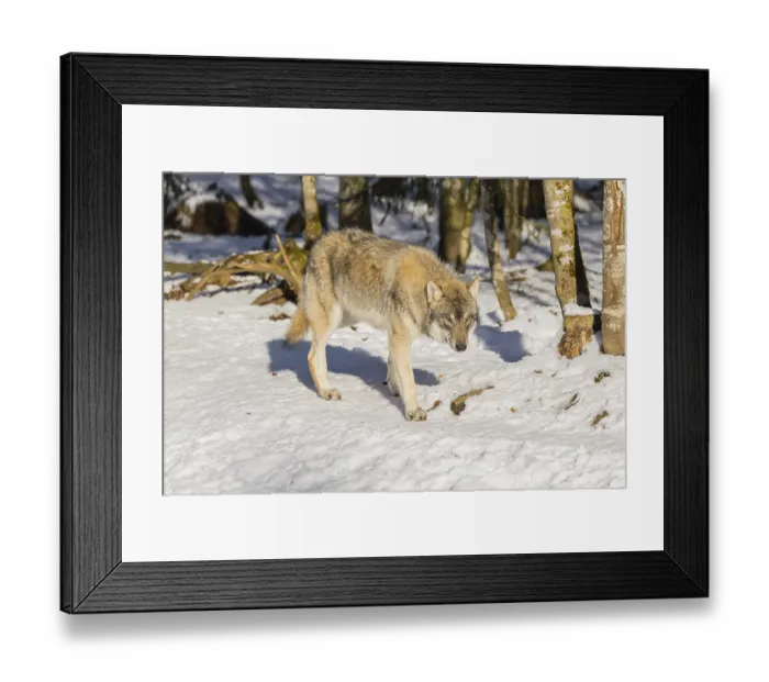 Framed Print : A young grey wolf (Canis lupus lupus) runs across the sloping