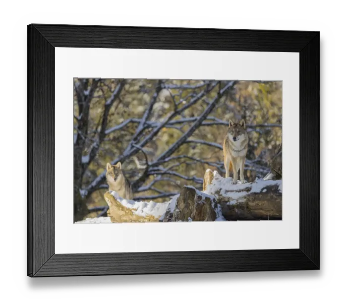 Framed Print : Two grey wolves (Canis lupus lupus) stand on the snow-covered fallen tree at the edge of a forest on a cold