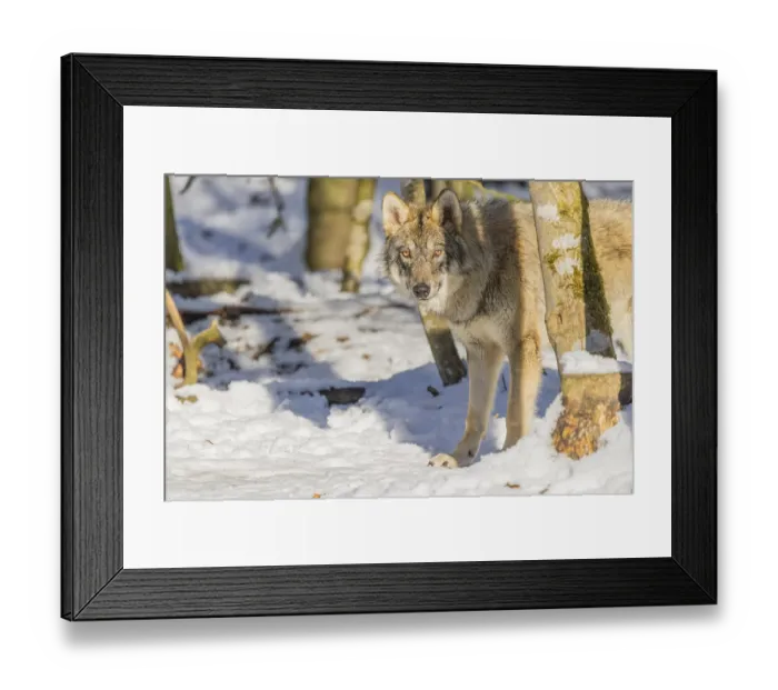 Framed Print : A young grey wolf (Canis lupus lupus) walks across the snowy forest floor on a cold