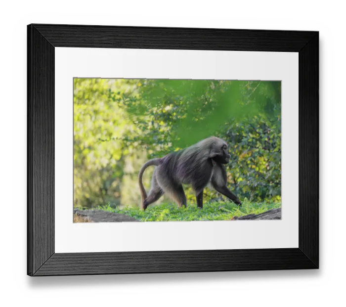 Framed Print : An adult male gelada (Theropithecus gelada)