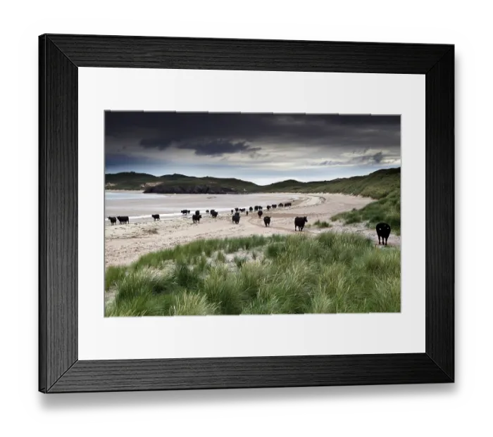 Framed Print : Beach, Cows, Dunes, Marram Grass