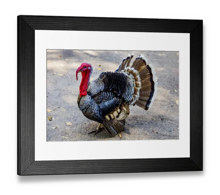 Framed Print : Domestic turkey (Meleagris gallopavo domestica)