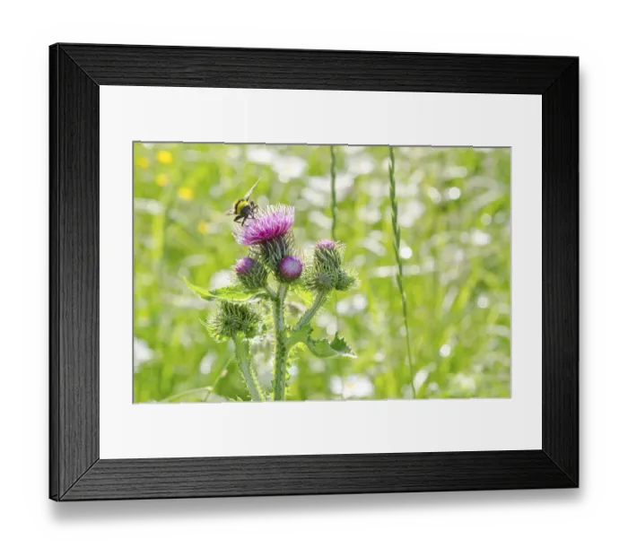 Framed Print : Welted thistle (Carduus crispus) on a meadow
