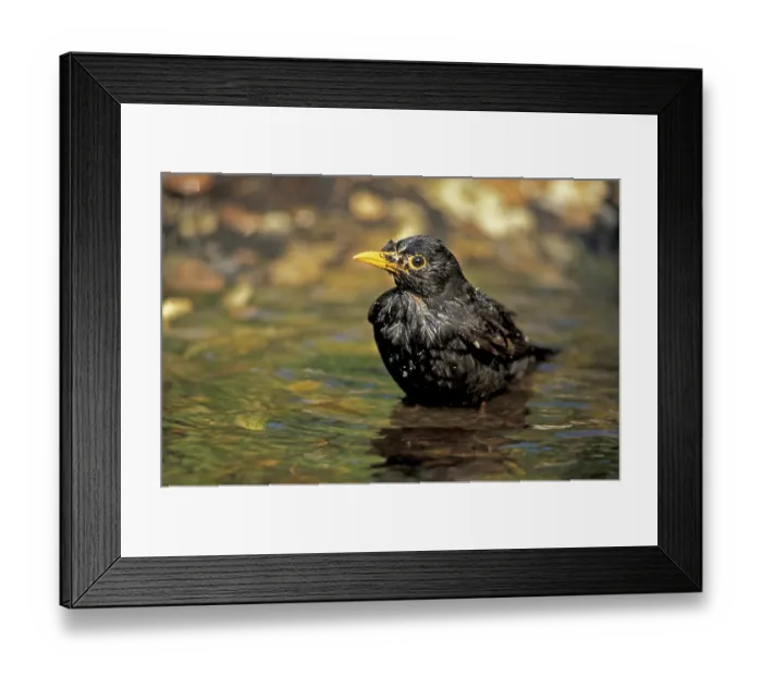 Framed Print : Common or Eurasian Blackbird (Turdus merula) Framed Print : Common or Eurasian Blackbird (Turdus merula)
