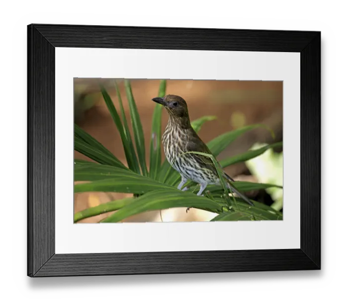 Framed Print : Timor Figbird (Sphecotheres viridis)