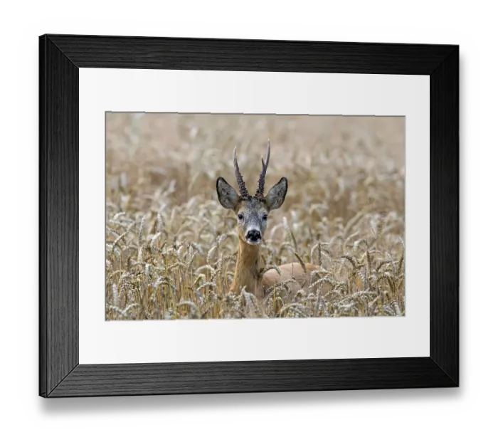Framed Print : European european roe deer (Capreolus capreolus) foraging in a cereal field in summer Framed Print : European european roe deer (Capreolus capreolus) foraging in a cereal field in summer