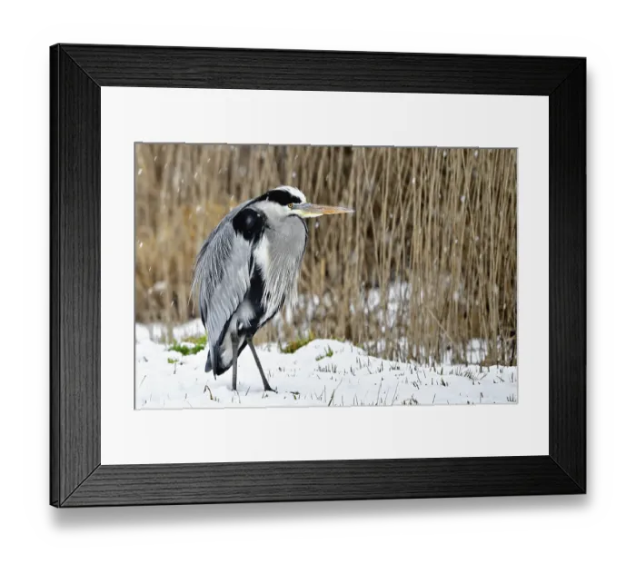 Framed Print : Grey Heron (Ardea cinerea) in reedbed in the snow in winter