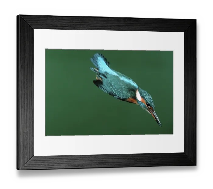 Framed Print : Kingfisher (Alcedo atthis), swooping flight