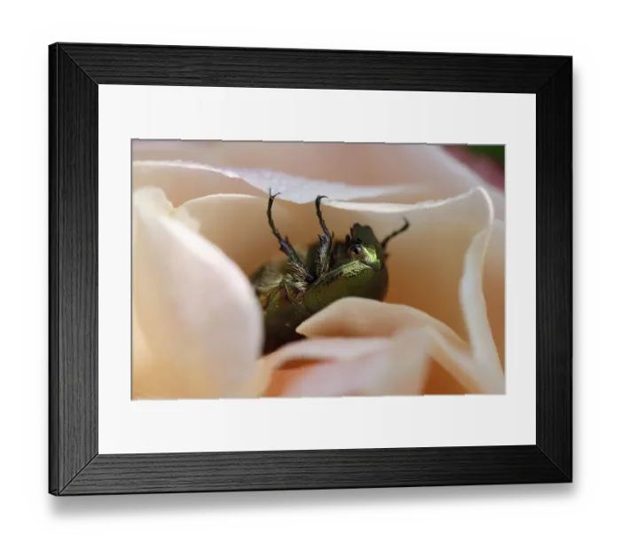 Framed Print : Rose beetle, rose chafer (Cetonia aurata)