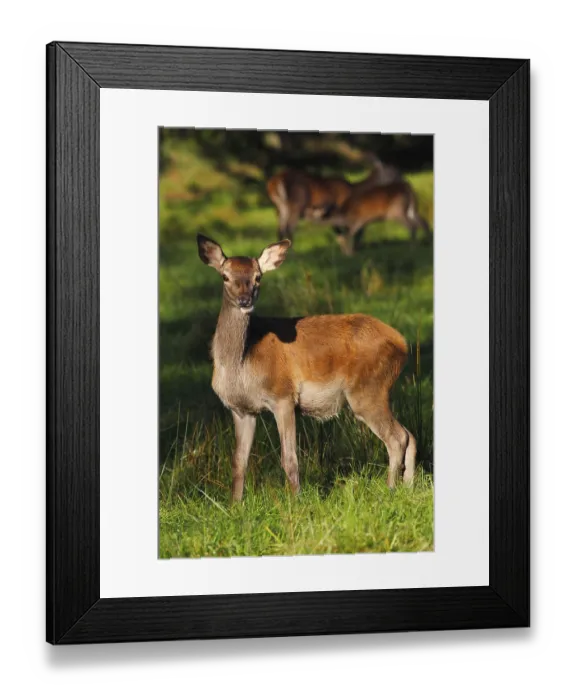 Framed Print : Alert Red deer (Cervus elaphus) Framed Print : Alert Red deer (Cervus elaphus)