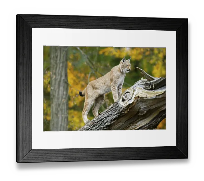 Framed Print : European Lynx, Eurasian lynx (Lynx lynx) Lynx Framed Print : European Lynx, Eurasian lynx (Lynx lynx) Lynx