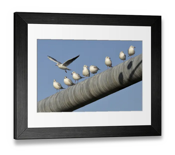 Framed Print : Black-headed Gull (Larus ridibundus) Framed Print : Black-headed Gull (Larus ridibundus)