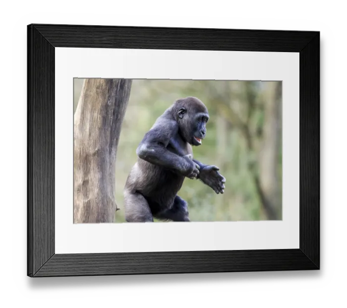 Framed Print : Lowland gorilla (Gorilla gorilla), Captive