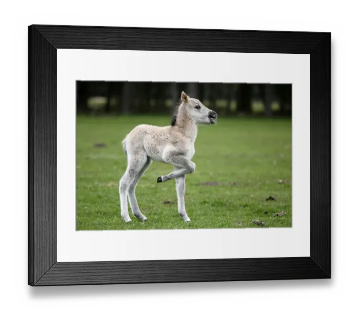 Framed Print : Wild Horse Duelmen, Foal, Duelmen