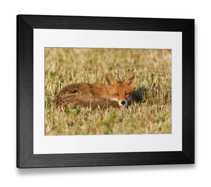 Framed Print : Red fox (Vulpes vulpes), Vulkaneifel district