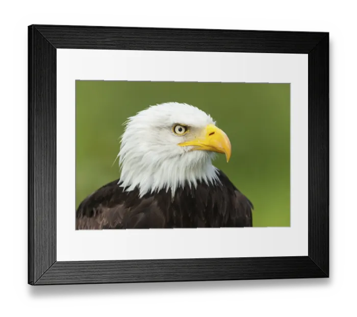 Framed Print : Bald Eagle (Haliaeetus leucocephalus) Framed Print : Bald Eagle (Haliaeetus leucocephalus)