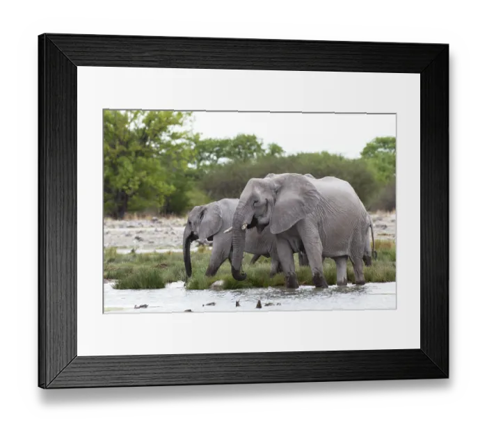 Framed Print : African elephants (Loxodonta africana) at a waterhole