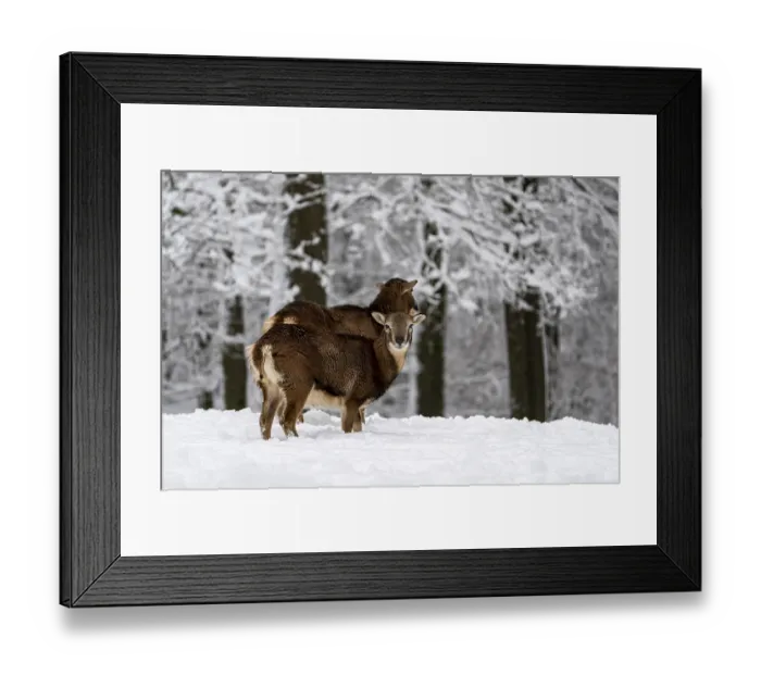 Framed Print : Mouflon (Ovis-gmelini) female deer in winter in the forest Framed Print : Mouflon (Ovis-gmelini) female deer in winter in the forest