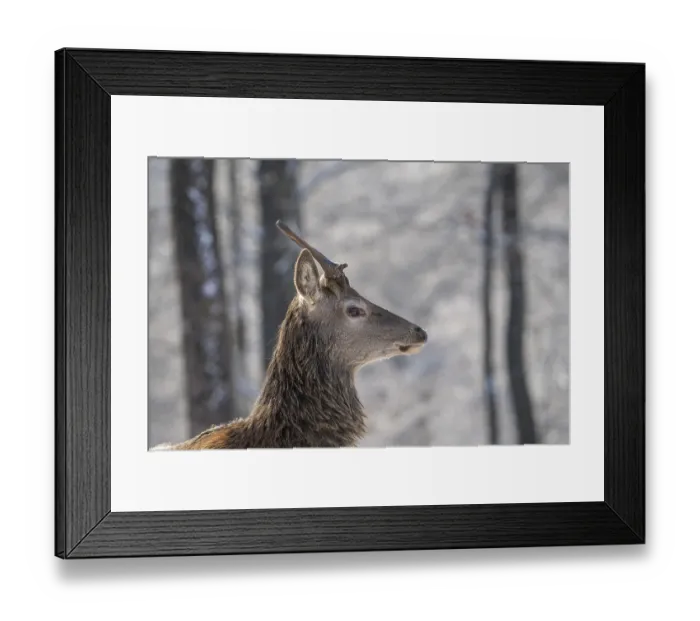 Framed Print : Red deer (Cervus elaphus), head portrait