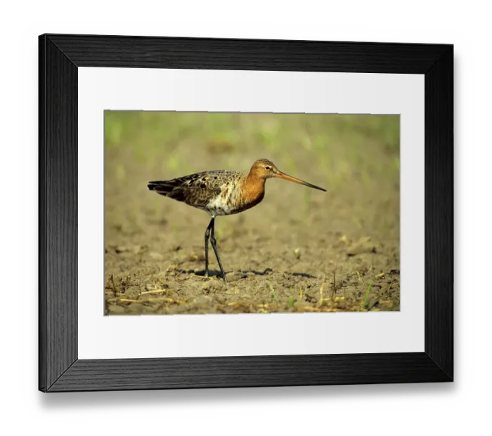 Framed Print : Black-tailed Godwit (Limosa limosa) cock on a field