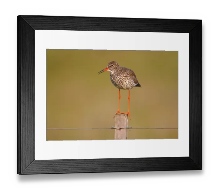 Framed Print : Redshank (Tringa totanus) perched on a fence post Framed Print : Redshank (Tringa totanus) perched on a fence post