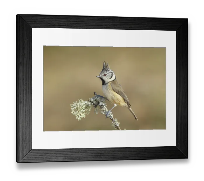 Framed Print : Crested Tit (Parus Scalloped ribbonfish) sitting on a thin branch covered with lichen