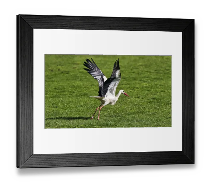 Framed Print : White stork (Ciconia ciconia) in a meadow Framed Print : White stork (Ciconia ciconia) in a meadow