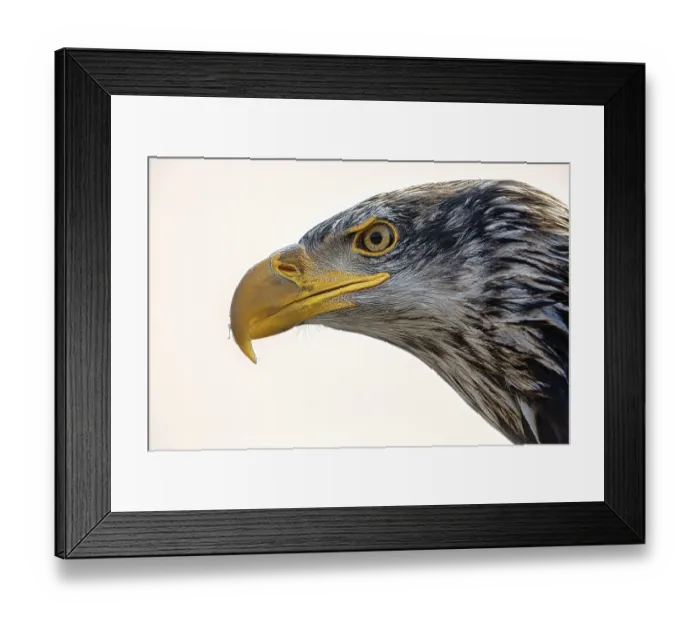 Framed Print : Bald eagle (Haliaeetus leucocephalus)