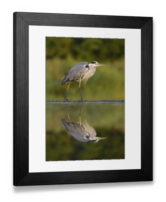 Framed Print : Grey Heron (Ardea cinerea), with reflection