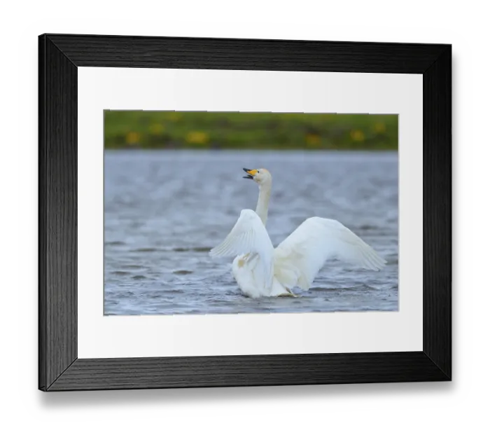 Framed Print : Whooper swan (Cygnus cygnus), flapping wings