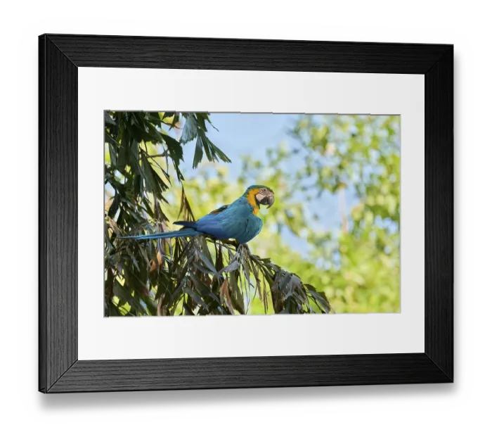 Framed Print : Yellow-breasted Macaw (Ara ararauna) Colombia
