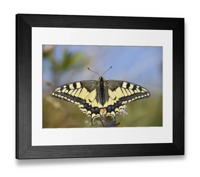 Framed Print : Swallowtail (Papilio machaon) seen in Berchtesgaden National Park