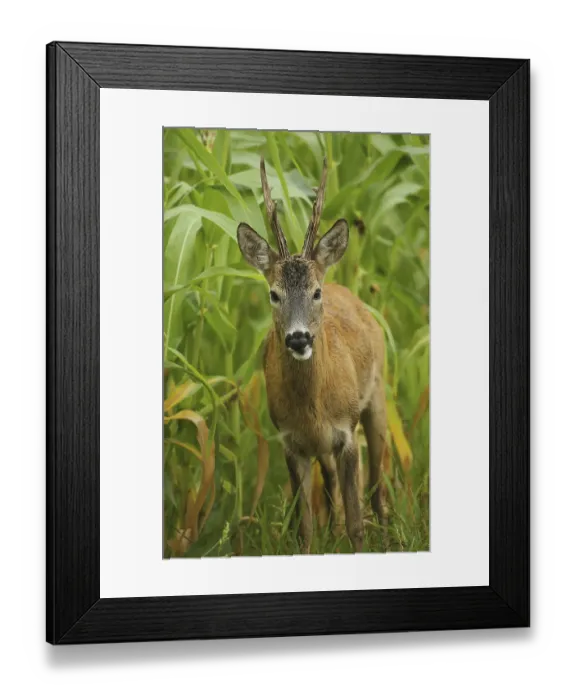 Framed Print : European roe deer (Capreolus capreolus) buck portrait