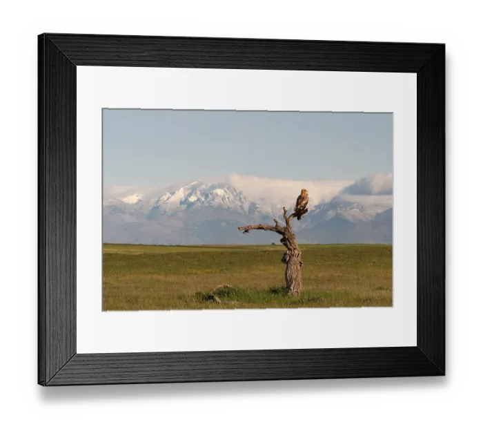Framed Print : Spanish imperial eagle (Aquila adalberti)