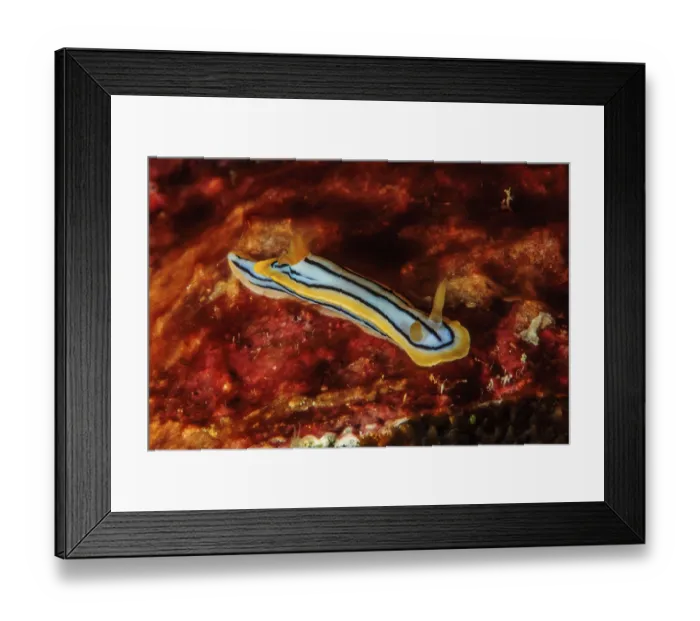 Framed Print : Tropical thread nudibranch (Chromodoris elisabethina) Thread nudibranch Framed Print : Tropical thread nudibranch (Chromodoris elisabethina) Thread nudibranch