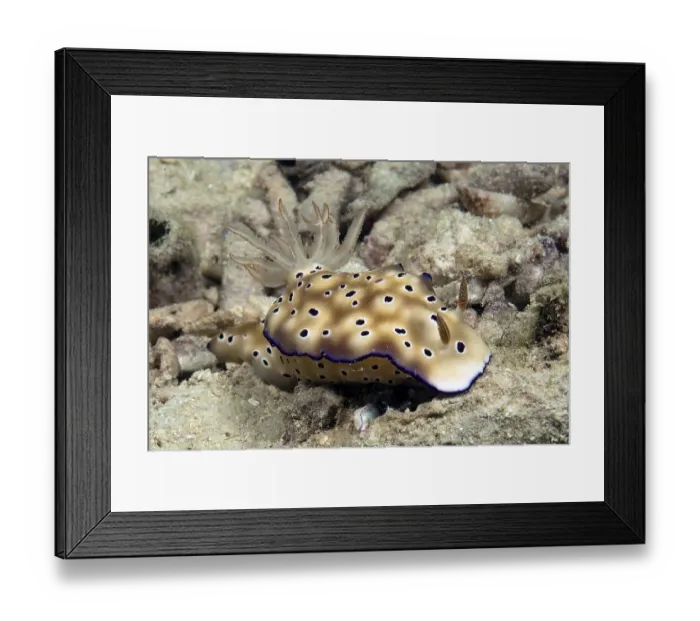Framed Print : Underwater photo of nudibranch (Risbecia tryoni) protecting juvenile under its own body