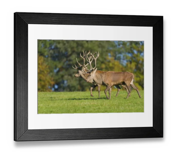 Framed Print : Red deer (Cervus elaphus), walking next to each other Framed Print : Red deer (Cervus elaphus), walking next to each other