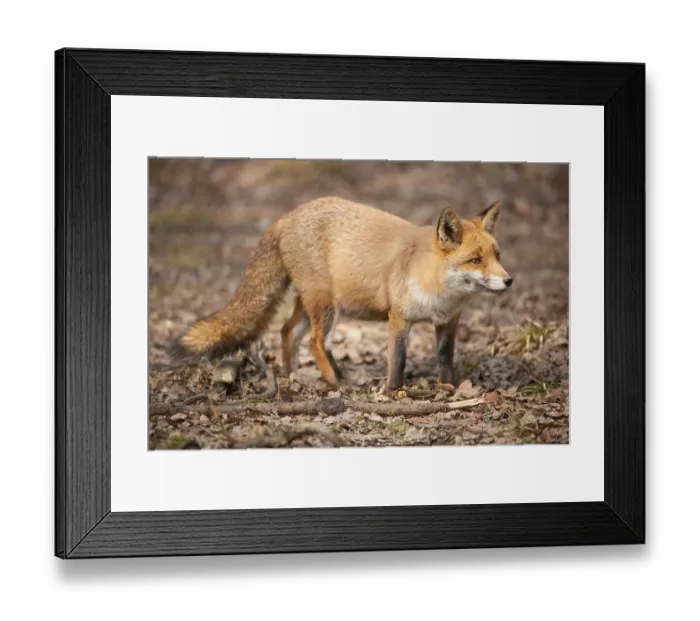 Framed Print : Red Fox (Vulpes vulpes), captive Framed Print : Red Fox (Vulpes vulpes), captive