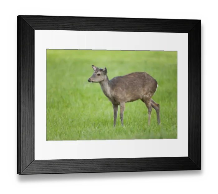 Framed Print : Sika Deer (Cervus nippon), with antlers forming Framed Print : Sika Deer (Cervus nippon), with antlers forming