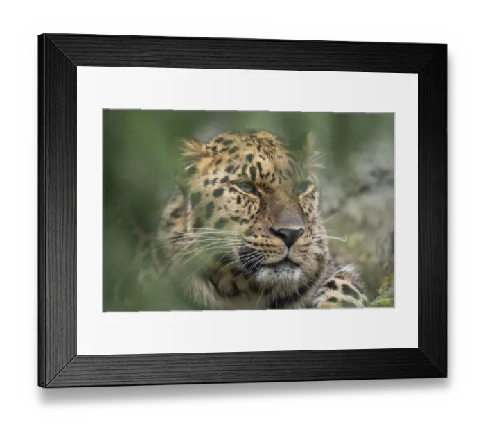 Framed Print : Amur leopard (Panthera pardus orientalis)