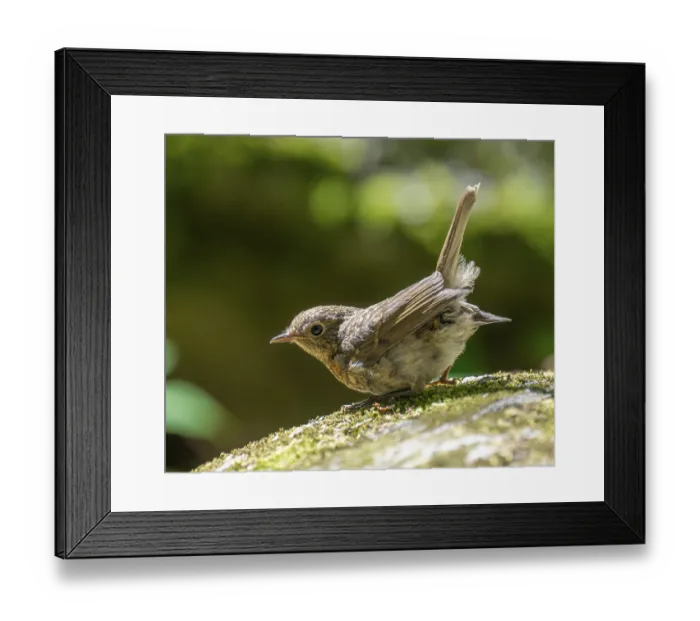 Framed Print : European robin (Erithacus rubecula) Framed Print : European robin (Erithacus rubecula)