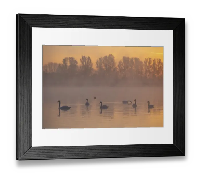 Framed Print : Mute swans (Cygnus olor) swimming on a pond at sunrise