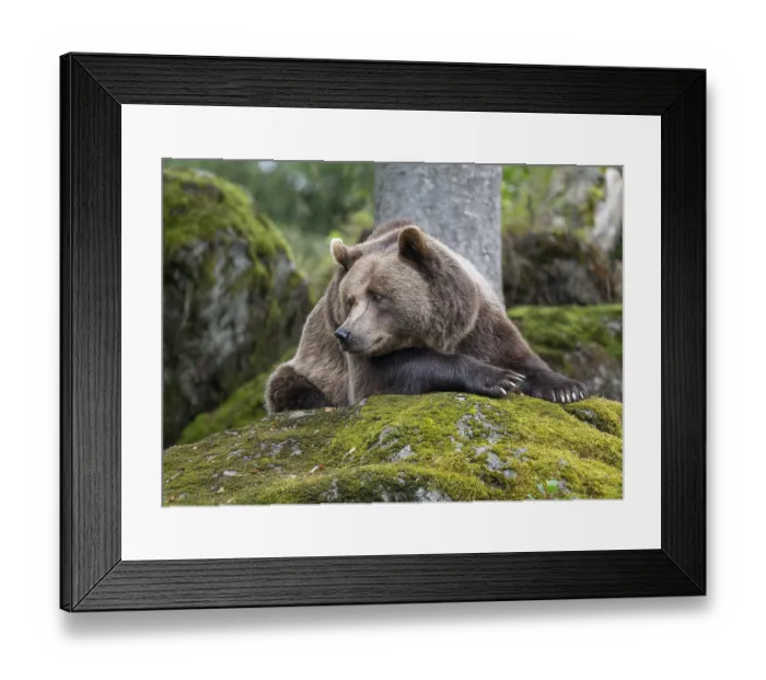Framed Print : Brown bear (Ursus arctos) lying on a rock covered with moss